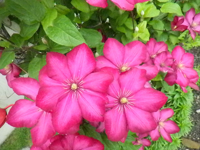 Pink Clematis