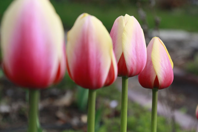Tulips