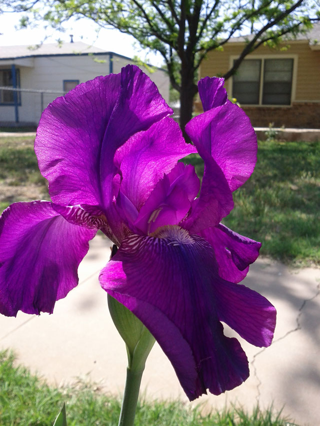 Purple Iris