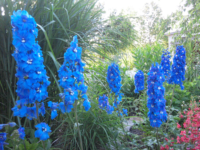 Blue Flowers