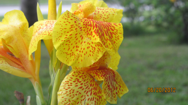 Yellow Canna