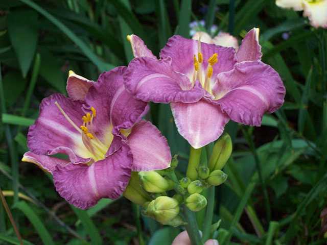 Purple Daylilies