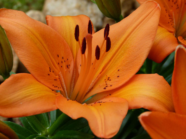 Orange Lily