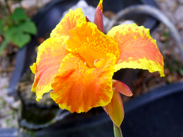 Orange Canna