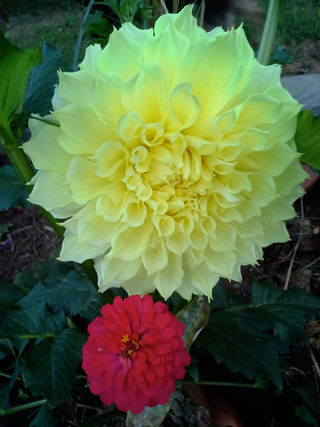 Yellow Dahlia