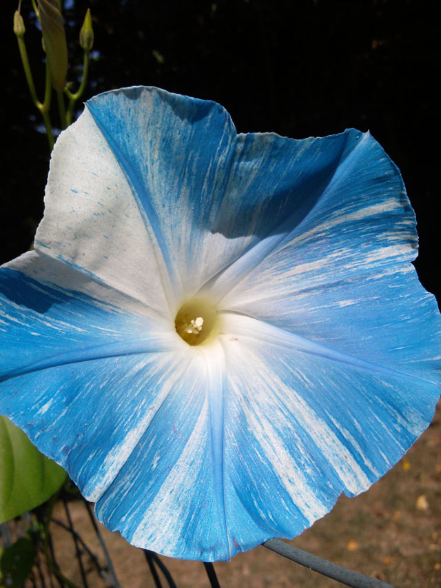 Blue and White Bloom