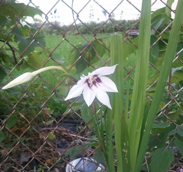 White Flower