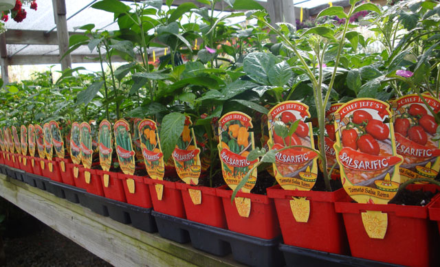 Tomato Plants