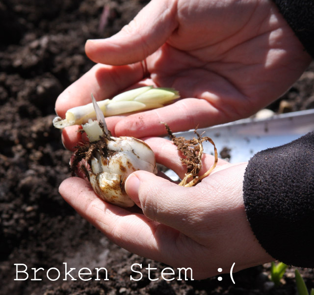 Broken Stem