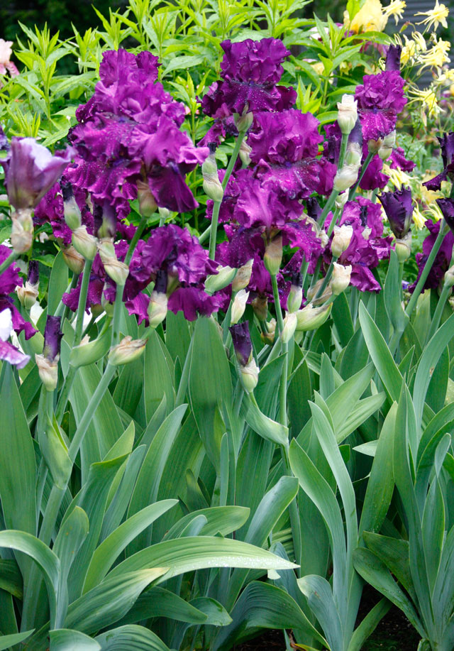 Purple Bearded Iris
