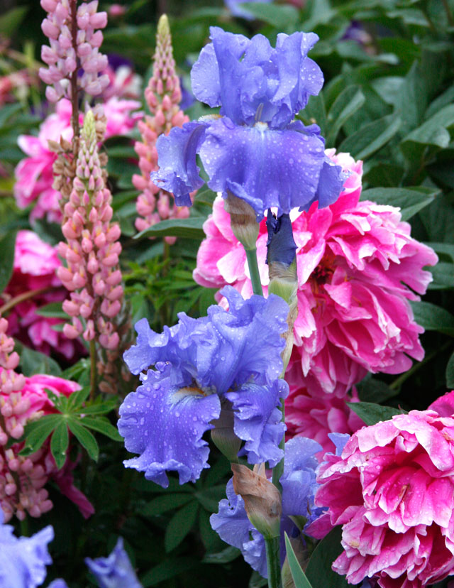 Blue Bearded Iris