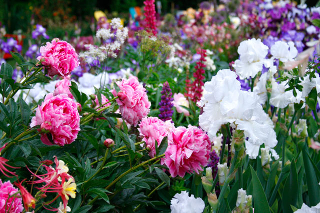 Mixed Bearded Iris