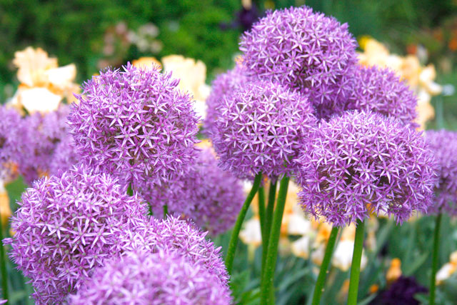 Allium