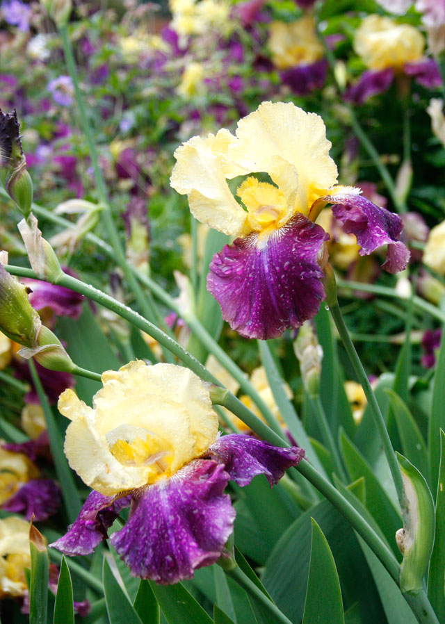 Yellow and Purple Bearded Iris