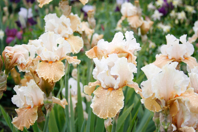 Bearded Iris