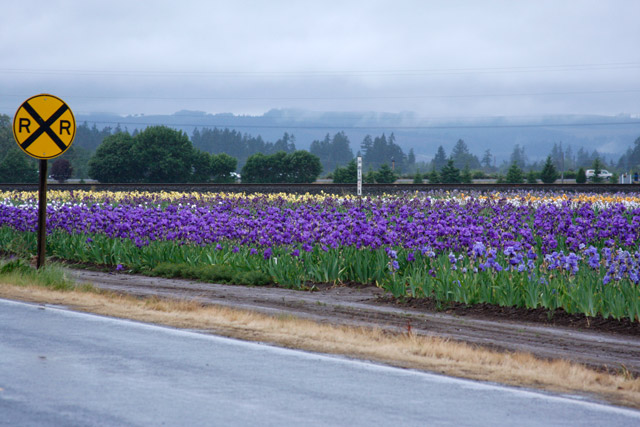 Bearded Iris by Road