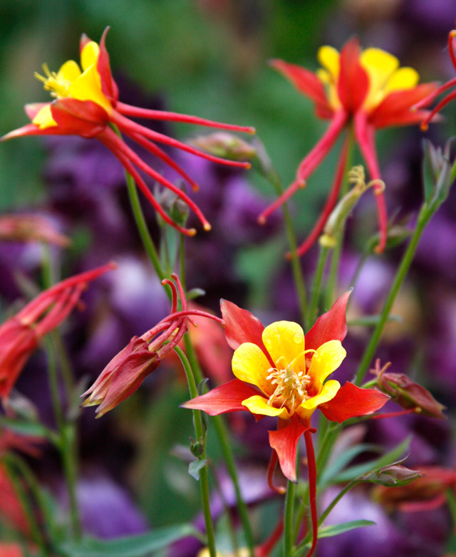 Yellow and Red Blooms