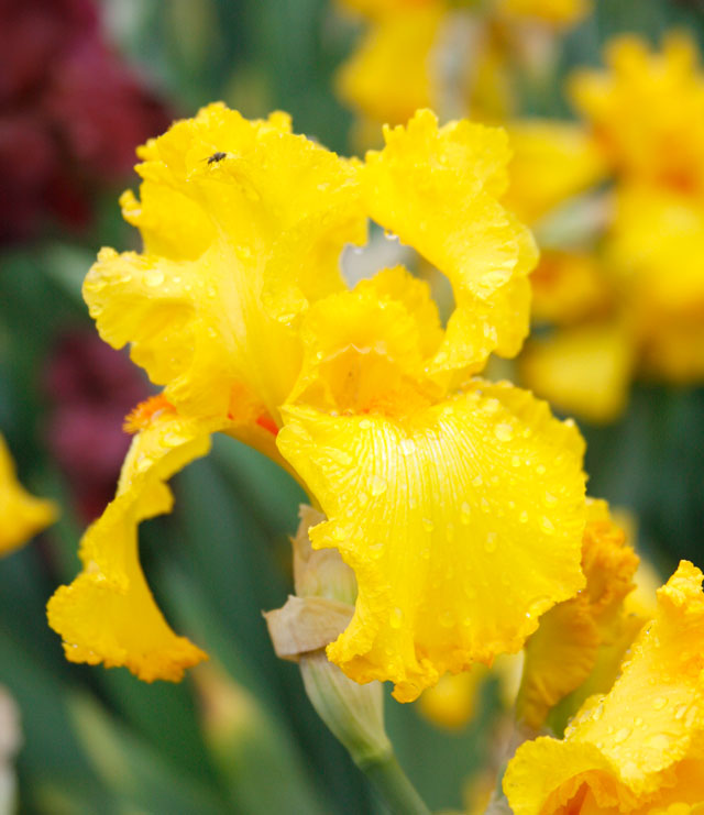 Yellow Bearded Iris