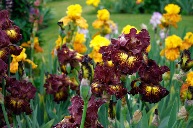 Bearded Iris