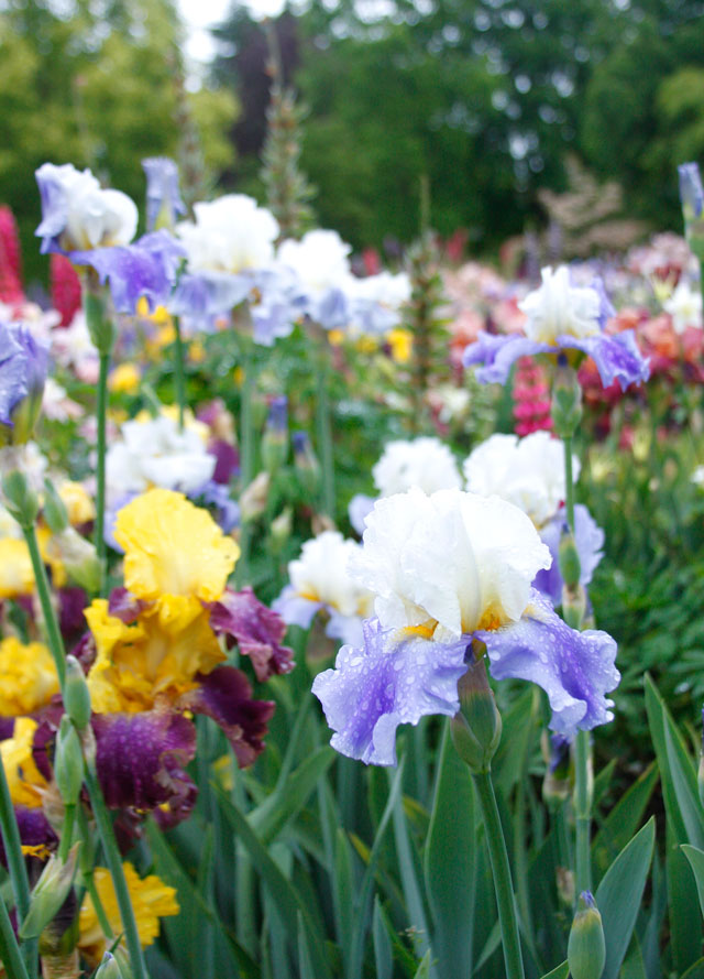 Mixed Bearded Iris