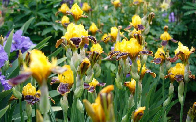 Multi Colored Bearded Iris
