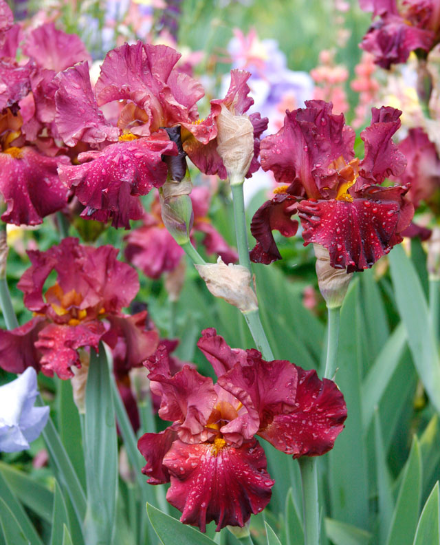 Red Bearded Iris