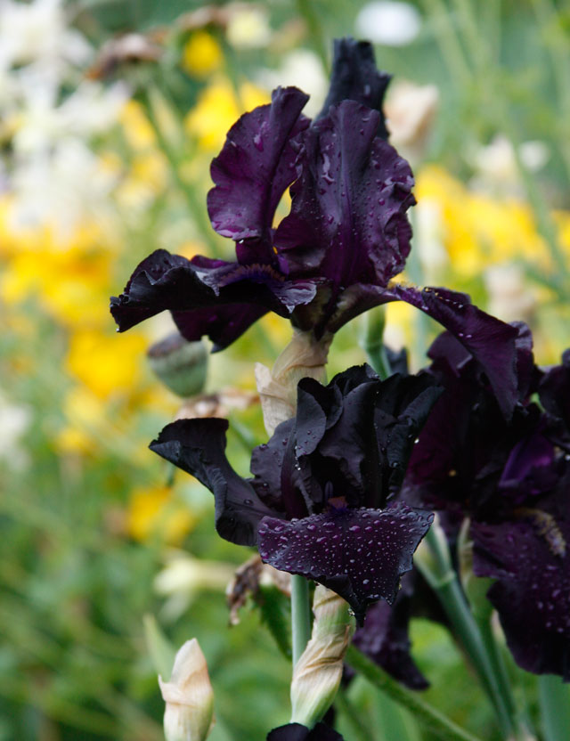 Black Bearded Iris