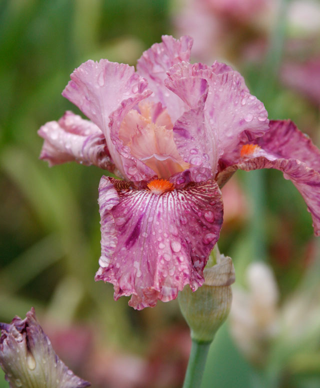 Bearded Iris