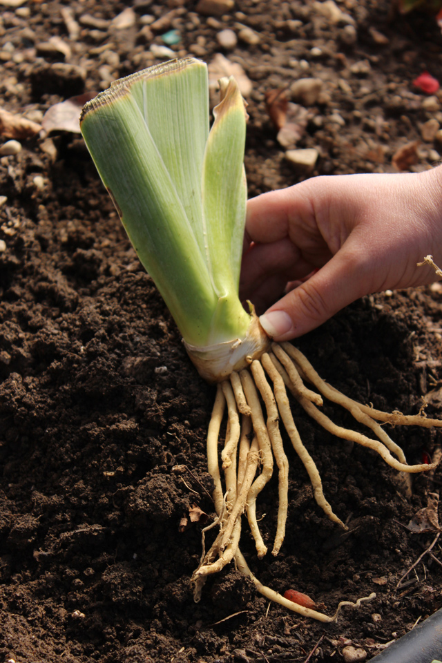 Planting a Rhizome