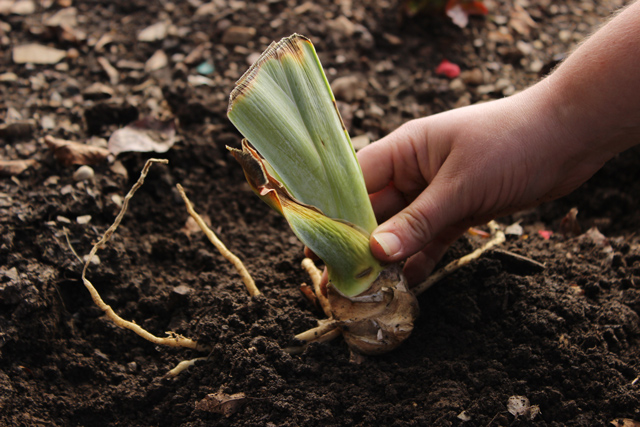 Rhizome in Soil