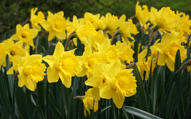 Dutch Master Daffodils