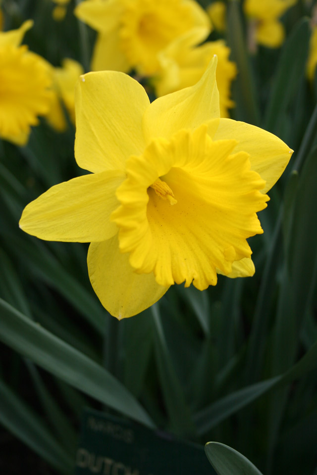 Dutch Master Daffodils