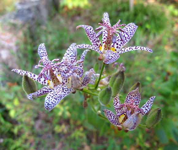 Toad Lilies