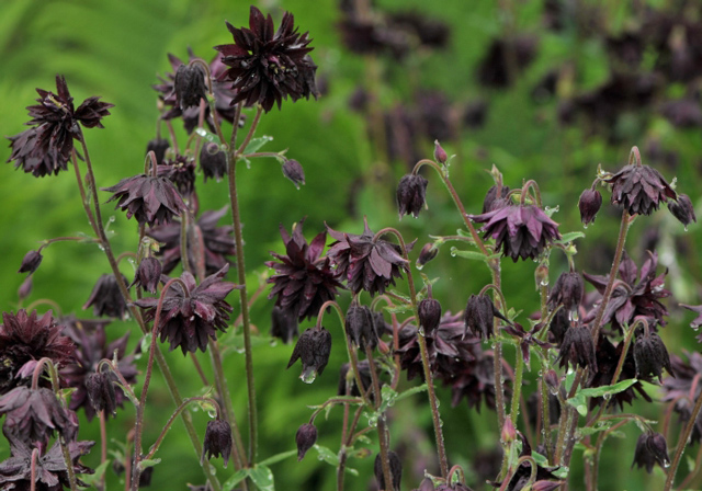 Black Barlow Columbine