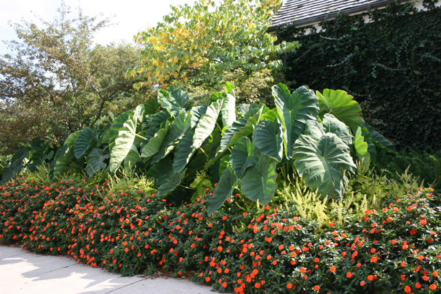 Elephant Ears