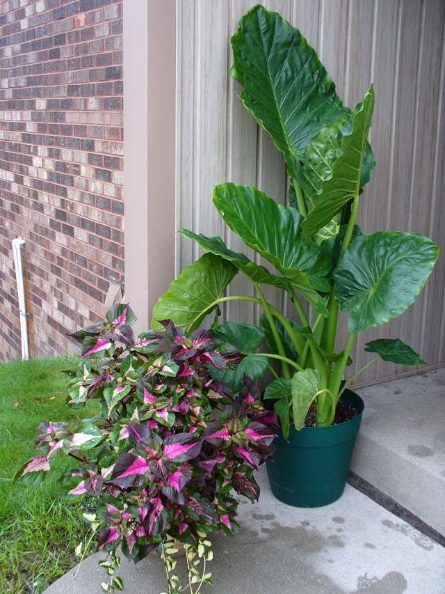 Elephant Ear