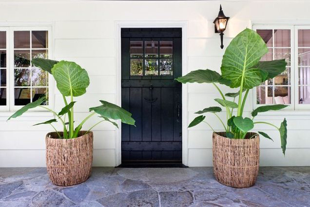 Elephant Ears