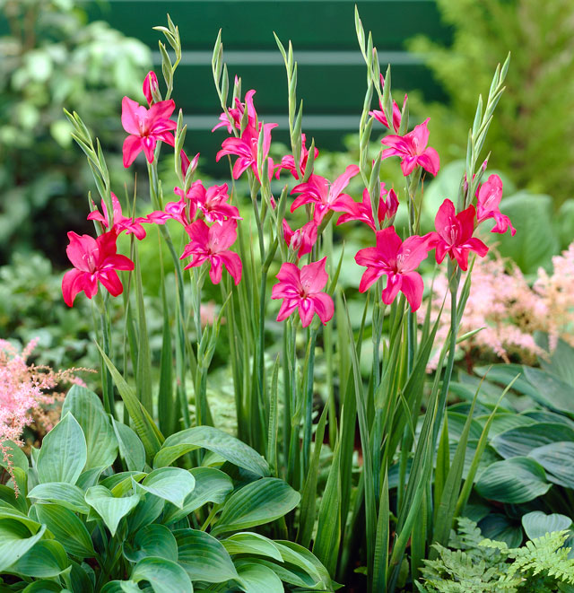 Mini Hardy Gladiolus