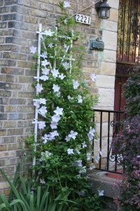 White Clematis