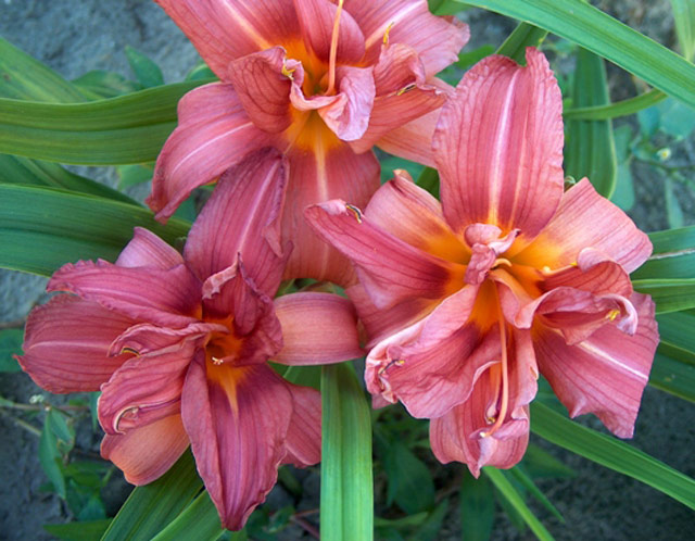 Lilies