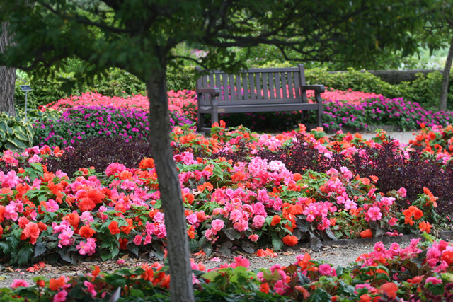 Begonias