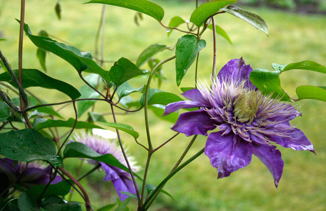 Clematis