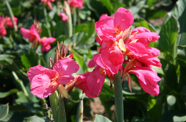 Canna Lilies