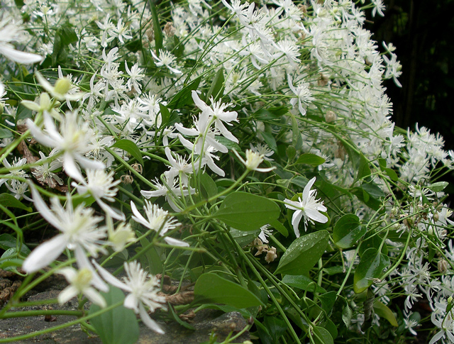 Sweet Autumn Clematis