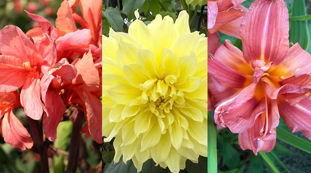 Lily, Dahlia and Canna