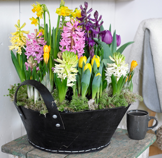 Container with Hyacinths