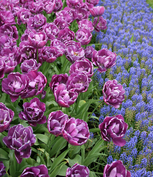 Double Purple Tulips