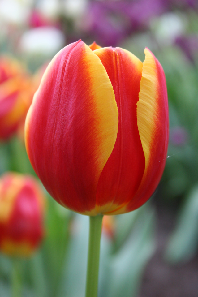 Red and Yellow Tulip