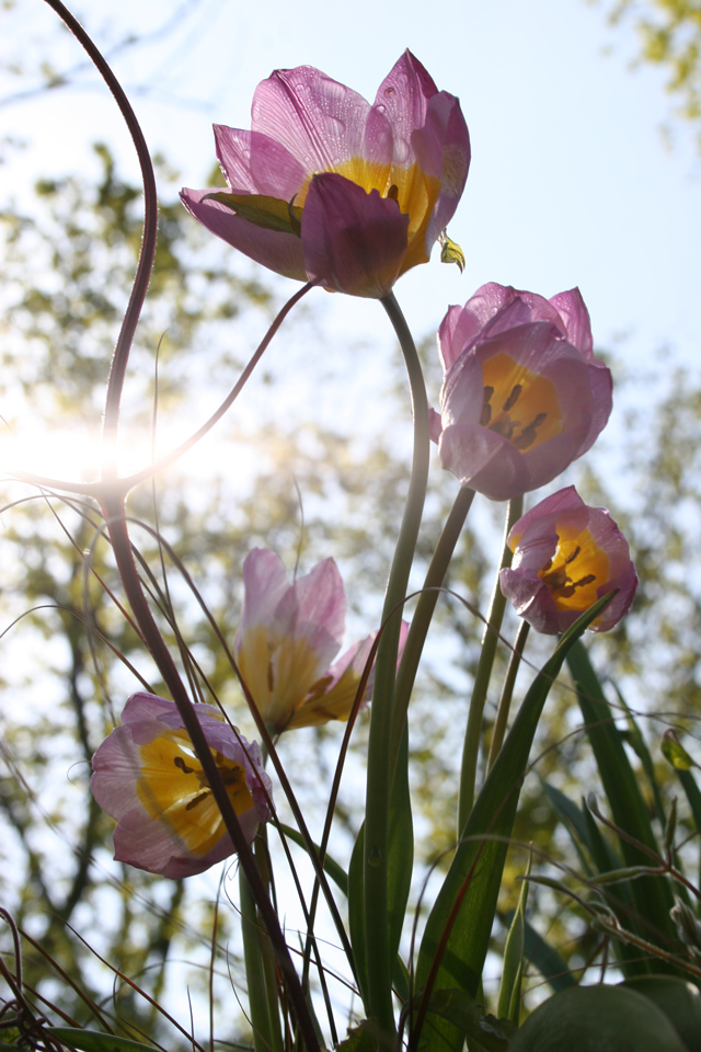 Lavender Tulips