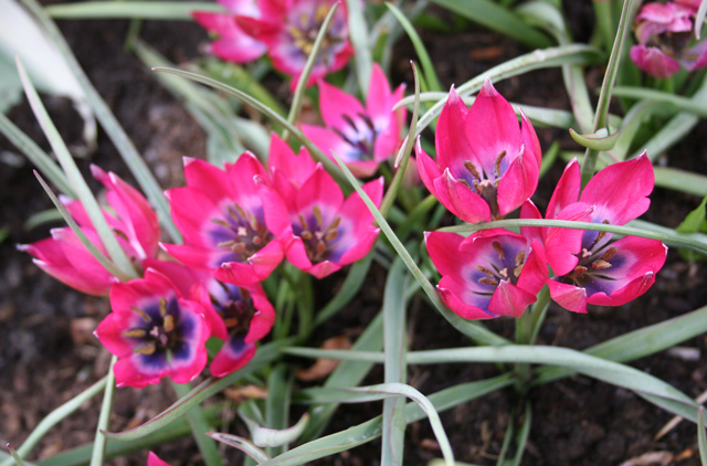 Little Beauty Tulips